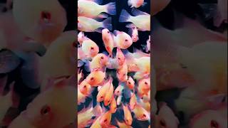 🌊🧡Golden ramirezi fish aquariumbeautifulfishmusicnewfishtanksshort👺💦 [upl. by Lower473]