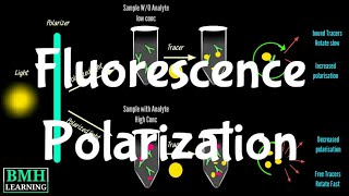 Fluorescence Polarization  Fluorescence Polarization Tag Assays [upl. by Estis]