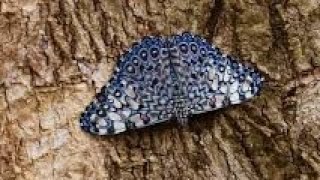 UNVIENELI Mariposa Tronadora variable Hamadryas feronia farinulenta chachalaca ortalis vetulia [upl. by Kcaj]