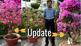 How to make a bougainvillea bonsai part  II [upl. by Tobe]