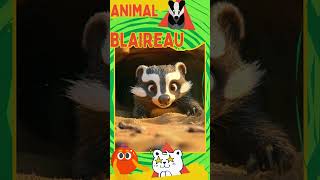 Le Blaireau 🦡 Animaux Enfants DécouverteNature VidéosÉducatives [upl. by Nagiam]