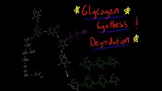 Glycogenesis and Glycogen Synthesis and Degredation Synthase phosphorylase Map of Metabolism [upl. by Kim]