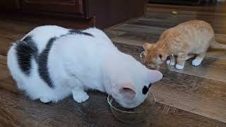 Breakfast time with the cat crew 🐈🐈‍⬛cat cute funnycats felinefunnies funnyanimals [upl. by Martreb952]