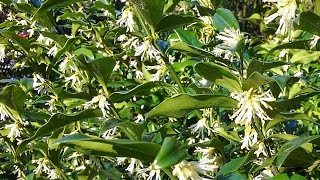 Sarcococca confusa Christmas Box [upl. by Shira995]