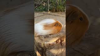 Long hair sheltie guinea pig 🙂 guineapigcage guineapig guineapiggies guineapigs cavy rodent [upl. by Salinas]