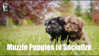 Muzzling Puppies During Socialization  Puppy Training  Dog Training Video [upl. by Tiduj643]