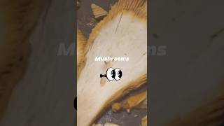 Chanterelle Mushrooms follow for full video Subscribe for cheap food ideas cooking foodie recipe [upl. by Fayina889]