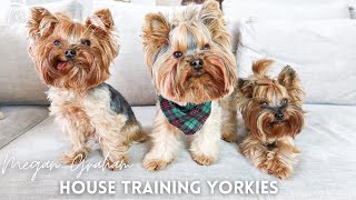 House Training Yorkies  Yorkie Training Secrets [upl. by Dwyer214]