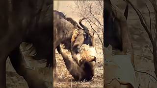 Lions vs Wildebeest The Ultimate Battle for Survival in the Wild [upl. by Rimola]