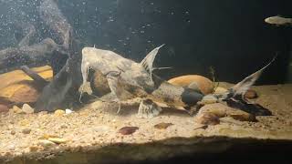 Goonch catfishBagarius bagarius from Mahanadi river Odisha [upl. by Aicrag360]