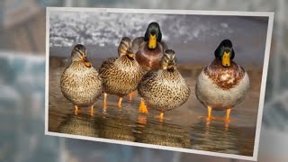 What Do Wild Ducks Eat 8 Foods They Eat [upl. by Dnomal447]