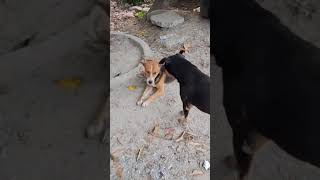 Bobby K Samnai Chintu Ka Dadagiri Nahi Chala DEEPLepchasb3ru doglovers dogs dogii [upl. by Carlotta]