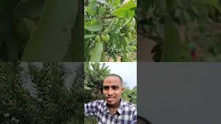 Gharma belauti tipdai gauva shorts viralshorts spr sagar vlogs [upl. by Eittik]