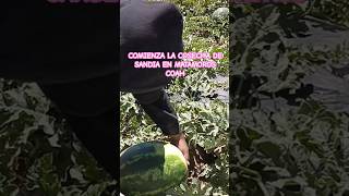 PRIMER COSECHA DE SANDIA EN MATAMOROS COAH [upl. by Eneroc]