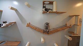 I Built a Massive Cat Wall for my Cats and Raccoons [upl. by Montana365]