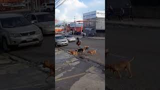 Esta Señora Indigente Tiene 4 Perros En Santa Ana [upl. by Eilahs]