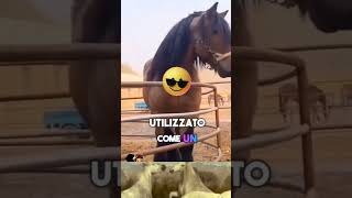 Lo Shaire 🐎🐾🏇 shortvideo cavallo shaire animali cavalli forza animale maestoso [upl. by Ahsem558]