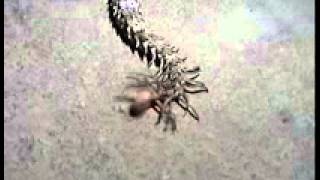 Weird Animals  Spidertailed Horned Viper [upl. by Neetsirk161]