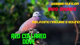 Sounds of a red collared dove [upl. by Lusa890]