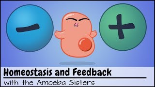 Homeostasis and NegativePositive Feedback [upl. by Hanavas]