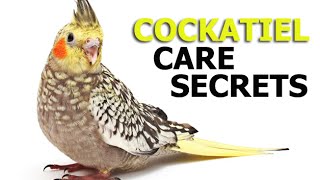 Cockatiel Care Secrets [upl. by Rodmun779]