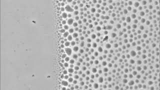 Liquidlike coacervate LLC droplets formation and coalescent at air water interface [upl. by Cutler]