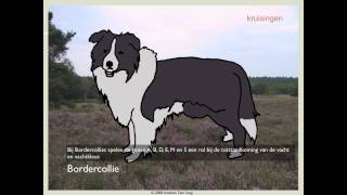 Biodoen  kruisingen bij Border collies 1 van 5 [upl. by Ahser]