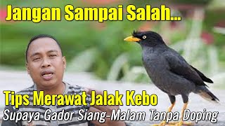 CARA MERAWAT BURUNG JALAK KEBO SUPAYA GACOR PERAWATAN HARIAN BURUNG JALAK KEBO AGAR GACOR DAN SEHAT [upl. by Jennette]