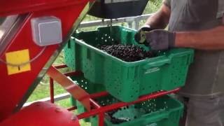 Aronia Berry Services Harvest Day 2016 [upl. by Dowell]