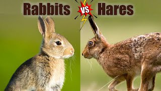 Rabbits VS Hares The Differences [upl. by Atkinson]