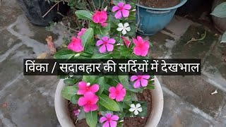 विंका  सदाबहार की सर्दियों में देखभाल I How to take care of evergreen plants in winter [upl. by Irami]