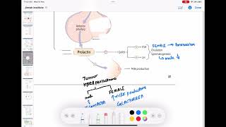 prolactin hormone part1 endocrinology 9  First Aid USMLE Step 1 in UrduHindi [upl. by Cathrin840]