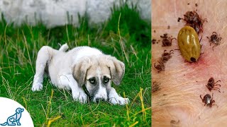 Symptoms of Lyme Disease in Dogs And Why Its SO Dangerous  Professional Dog Training Tips [upl. by Vanhomrigh]