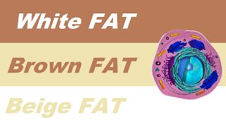 White fat vs Brown fat vs Beige fat [upl. by Porta]