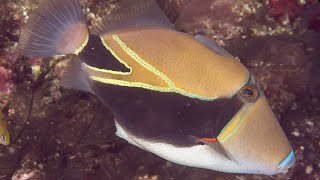 Facts The Reef Triggerfish Humuhumunukunukuapuaa [upl. by Attolrac494]