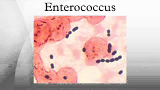 Enterococcus [upl. by Atem]