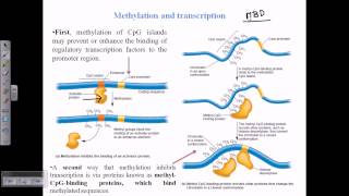 DNA methylation [upl. by Eleanor]