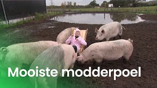 De mooiSTE modderpoel van Nederland  STE [upl. by Gunilla]