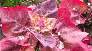 Финская лебеда на моей даче  Red Orach  French Spinach  Garden Orach  Атриплекс садовый [upl. by Matheson]