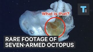 Rare footage of sevenarmed octopus eating jellyfish [upl. by Cinda]