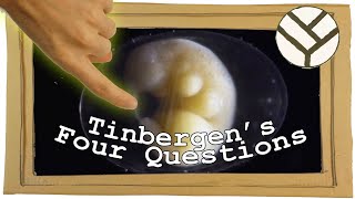 Tinbergens Four Questions and Very Strange Causality in Biology  Youtube Science Communication [upl. by Annaxor]