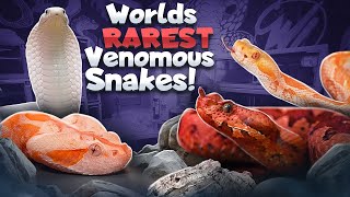 RAREST Venomous Snakes IN THE WORLD [upl. by Ludovico]