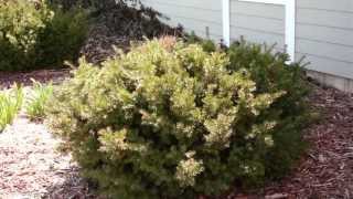 Pruning Evergreen Shrubs to Maintain Natural Form [upl. by Recneps]