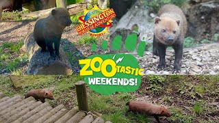 Bush Dog Talk Zootastic Weekends 2023 at Chessington World of Adventures [upl. by Waers]