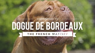 ALL ABOUT THE DOGUE DE BORDEAUX THE FRENCH MASTIFF [upl. by Viguerie473]