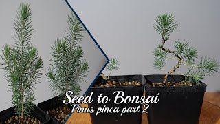 Seed to Bonsai Stone Pine Pinus Pinea 2 [upl. by My333]