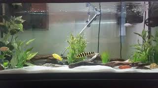 75 gallon mixed cichlid tank with Banded Leporinus [upl. by Asennav424]