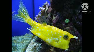 Longhorn cowfish Sound Effects [upl. by Kurtis]