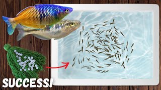 Easiest Way to Breed Boesemani Rainbow Fish [upl. by Katerina]