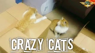 Crazy cats playing incredible [upl. by Astto803]